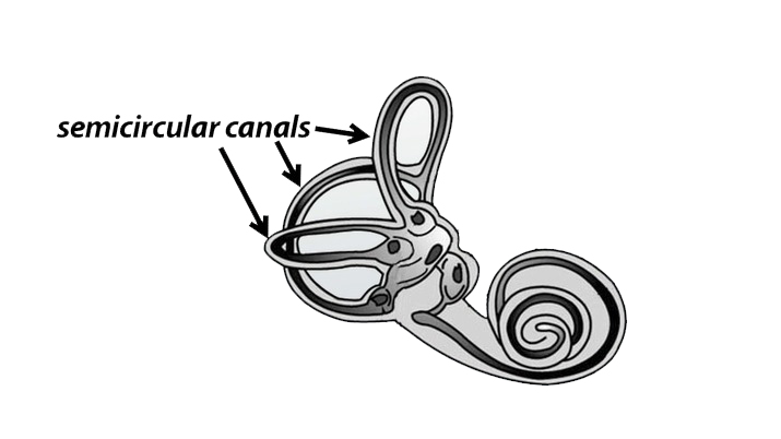 Semicircular canals - vertigo physiotherapy brisbane